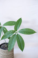 Anthurium penthaphyllum